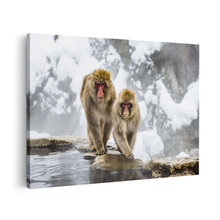 Canvas schilderij vooraanzicht Twee Aapjes In De Sneeuw Op Rotsen