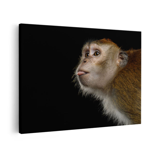 Canvas schilderij vooraanzicht Apenkop Met Zijn Tong Uit - Aap