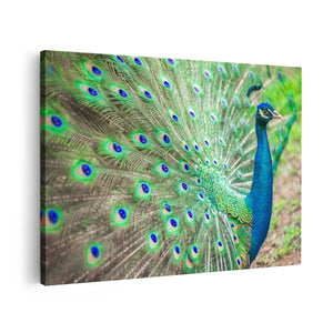 Canvas schilderij vooraanzicht Pauw Met Kleurrijke Veren