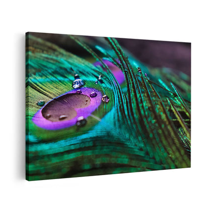 Canvas schilderij vooraanzicht Kleurrijke Pauw Veer Met Waterdruppels