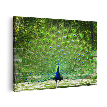 Canvas schilderij vooraanzicht Pauw Met Grote Kleurrijke Veren