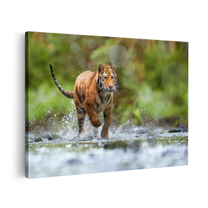 Canvas schilderij vooraanzicht Tijger Loopt In Het Water