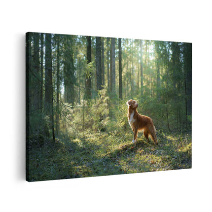 Canvas schilderij vooraanzicht Retriever Hond In Het Bos Met Zon