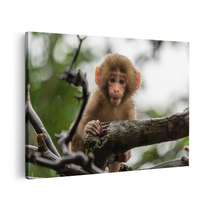 Canvas schilderij vooraanzicht Klein Baby Aapje Op Een Tak