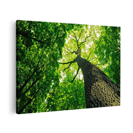 Canvas schilderij vooraanzicht Boom In Het Bos Met Fel Groene Bladeren