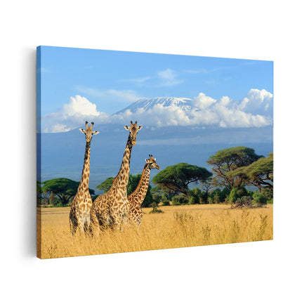 Canvas schilderij vooraanzicht Drie Giraffes In De Savanne