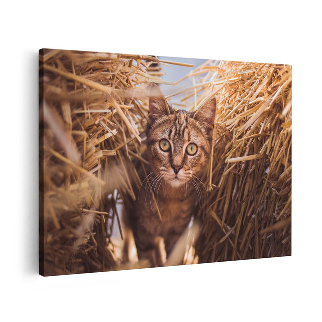 Canvas schilderij vooraanzicht Kat Tussen De Stro Balen