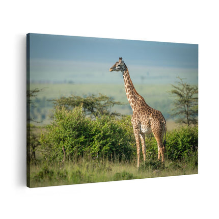 Canvas schilderij vooraanzicht Giraffe In Het Wild Tussen De Struiken