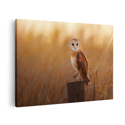 Canvas schilderij vooraanzicht Kerkuil Op Een Boomstronk