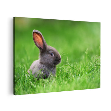 Canvas schilderij vooraanzicht Konijn In Het Gras