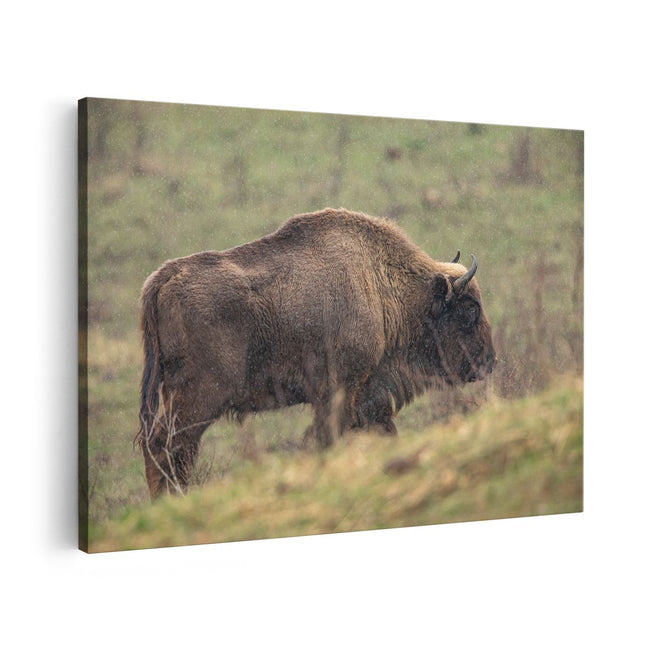 Canvas schilderij vooraanzicht Bizon in het Gras