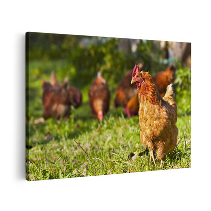 Canvas schilderij vooraanzicht Kippen in het Gras