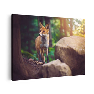 Canvas schilderij vooraanzicht Vos in het Bos bij Stenen