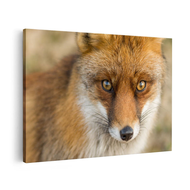 Canvas schilderij vooraanzicht Vossenkop met Bruine Ogen - Vos