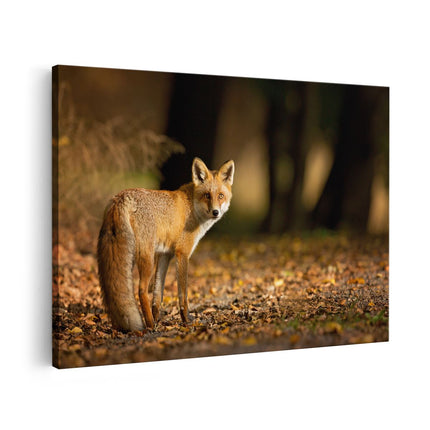 Canvas schilderij vooraanzicht Vos in het Herfstbos