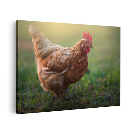 Canvas schilderij vooraanzicht Kip in het Gras