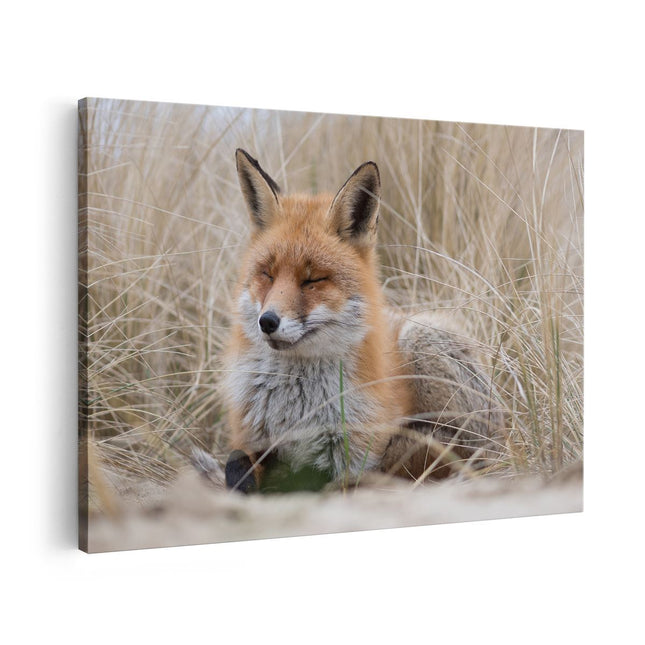 Canvas schilderij vooraanzicht Vos in de Duinen 