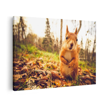 Canvas schilderij vooraanzicht Eekhoorn in het Bos tijdens de Herfst