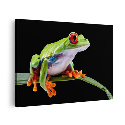 Canvas schilderij vooraanzicht Kikker met Rode Ogen op een Plant