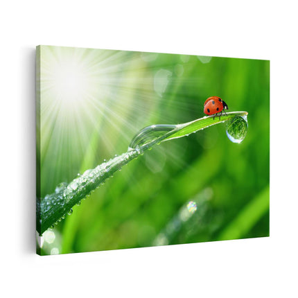 Canvas schilderij vooraanzicht Lieveheersbeestje op een Grasspriet