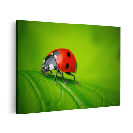 Canvas schilderij vooraanzicht Lieveheersbeestje op een Groen Blad 