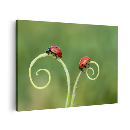 Canvas schilderij vooraanzicht Twee Lieveheersbeestjes in het Gras