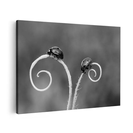 Canvas schilderij vooraanzicht Twee Lieveheersbeestjes in het Gras - Zwart Wit