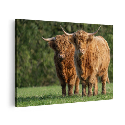 Canvas schilderij vooraanzicht Twee Schotse Hooglanders in de Groene Weide