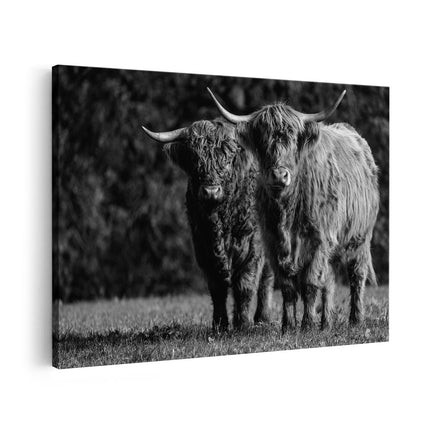 Canvas schilderij vooraanzicht Twee Schotse Hooglanders in de Groene Weide - Zwart Wit