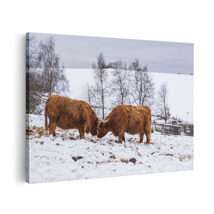 Canvas schilderij vooraanzicht Twee Schotse Hooglanders in de Sneeuw