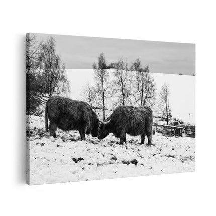 Canvas schilderij vooraanzicht Twee Schotse Hooglanders in de Sneeuw - Zwart Wit