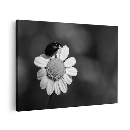 Canvas schilderij vooraanzicht Lieveheersbeestje op een Madeliefje - Zwart Wit