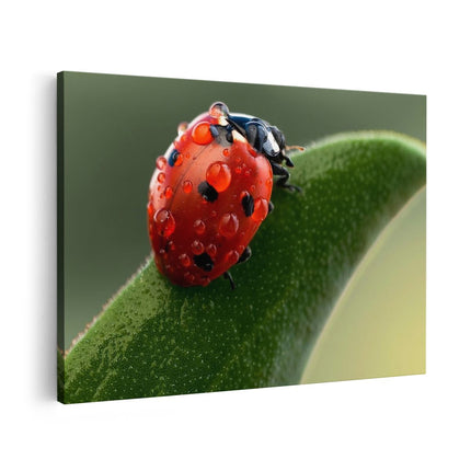 Canvas schilderij vooraanzicht Lieveheersbeestje op een Blad met Waterdruppels