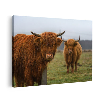 Canvas schilderij vooraanzicht Twee Schotse Hooglanders in de Weide