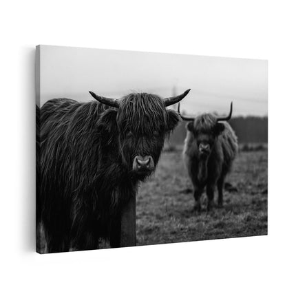 Canvas schilderij vooraanzicht Twee Schotse Hooglanders in de Weide - Zwart Wit