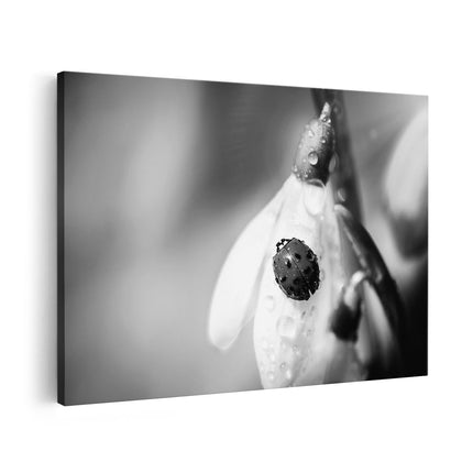 Canvas schilderij vooraanzicht Lieveheersbeestje op een Sneeuwklokje Bloem - Zwart Wit