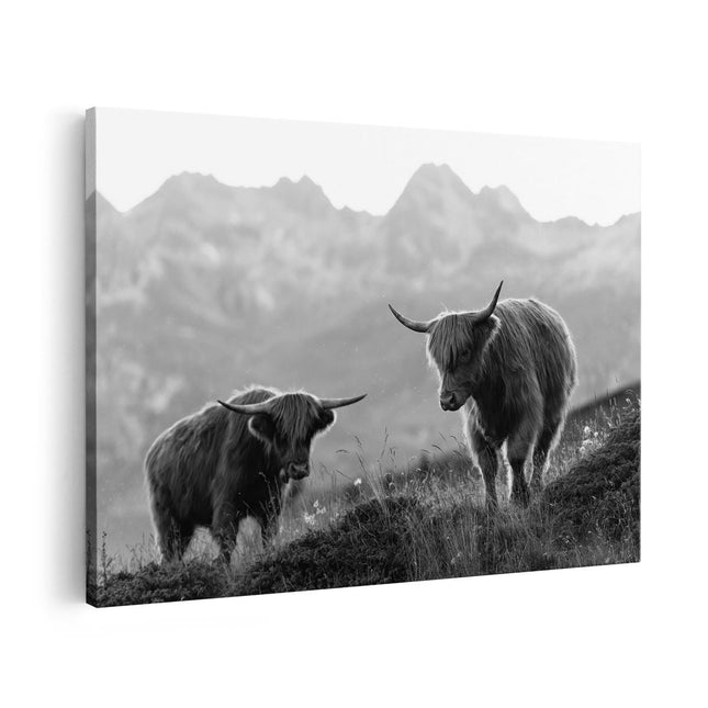 Canvas schilderij vooraanzicht Twee Schotse Hooglanders in de Bergen - Zwart Wit