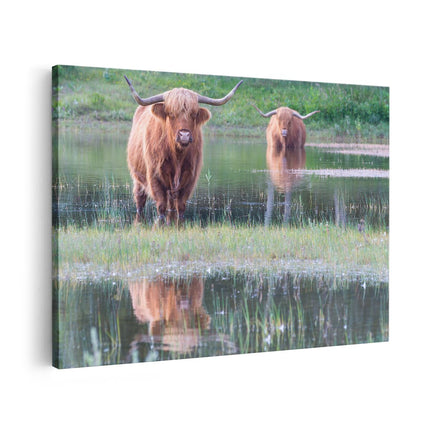 Canvas schilderij vooraanzicht Twee Schotse Hooglanders in het Moeras