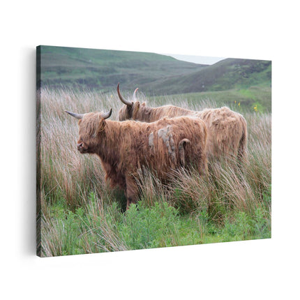 Canvas schilderij vooraanzicht Twee Schotse Hooglanders in het Heuvelvelachtige Veld