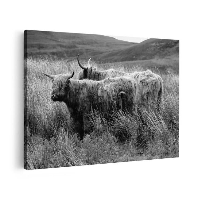 Canvas schilderij vooraanzicht Twee Schotse Hooglanders in het Heuvelvelachtige Veld - Zwart Wit