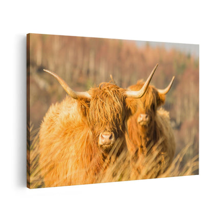 Canvas schilderij vooraanzicht Twee Schotse Hooglanders in de Zon