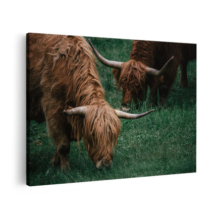 Canvas schilderij vooraanzicht Twee Schotse Hooglanders grazen Gras