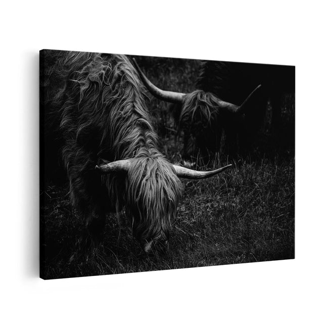 Canvas schilderij vooraanzicht Twee Schotse Hooglanders grazen Gras - Zwart Wit