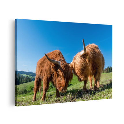 Canvas schilderij vooraanzicht Twee Schotse Hooglanders op een Heuvel