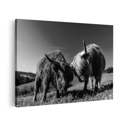 Canvas schilderij vooraanzicht Twee Schotse Hooglanders op een Heuvel - Zwart Wit