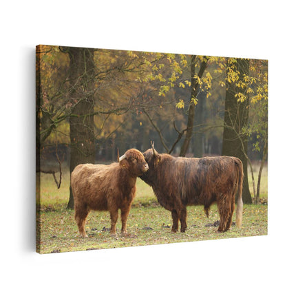 Canvas schilderij vooraanzicht Twee Schotse Hooglanders Kussen Elkaar - Liefde