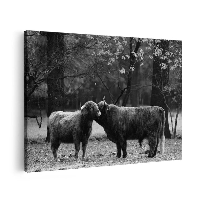 Canvas schilderij vooraanzicht Twee Schotse Hooglanders Kussen Elkaar - Liefde - Zwart Wit