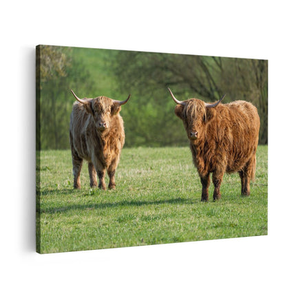 Canvas schilderij vooraanzicht Twee Schotse Hooglanders op het Gras