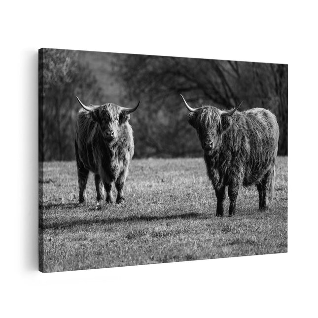 Canvas schilderij vooraanzicht Twee Schotse Hooglanders op het Gras - Zwart Wit