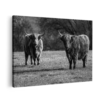 Canvas schilderij vooraanzicht Twee Schotse Hooglanders op het Gras - Zwart Wit